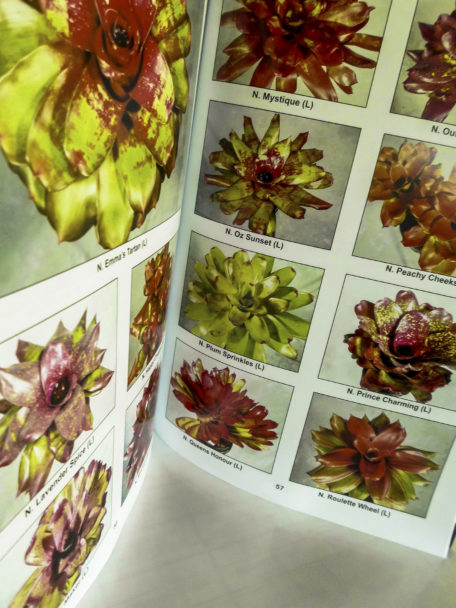 Bromeliad Hybrids: For my own Satisfaction Book 2 Cryptanthus, and Others - Image 3