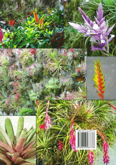 Bromeliad Hybrids: For my own Satisfaction Book 2 Cryptanthus, and Others - Image 2