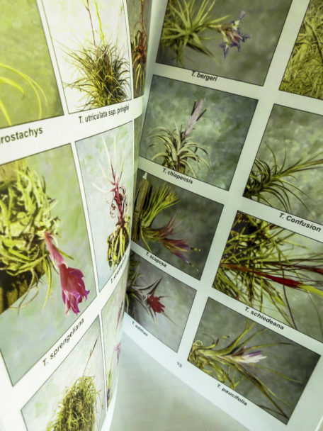Bromeliad Hybrids: For my own Satisfaction Book 2 Cryptanthus, and Others - Image 4