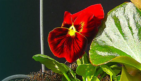 Single Hanging Basket Kit 35cm diameter with matching EAL Liner - Image 2
