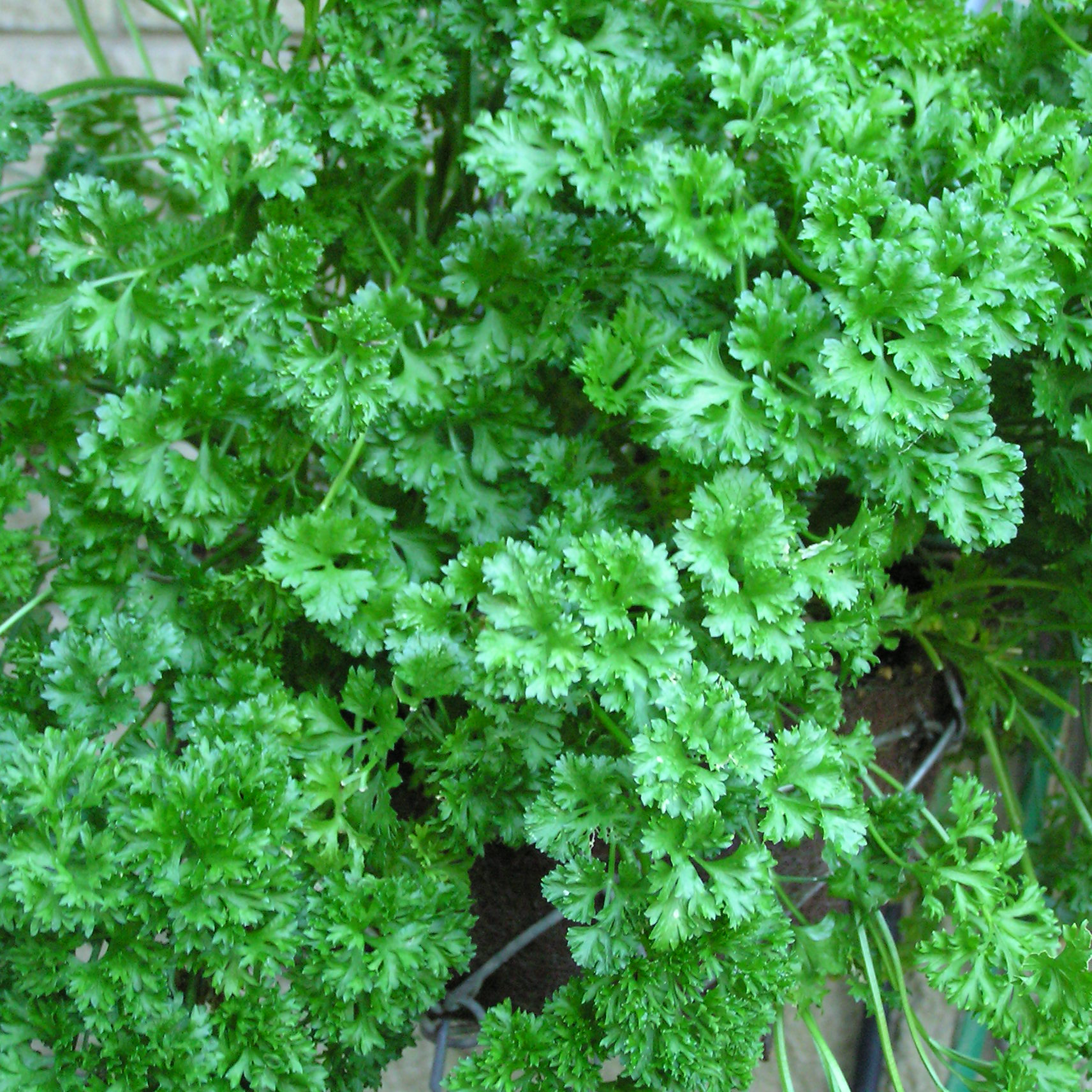 Parsley in 30cm hanging basket
