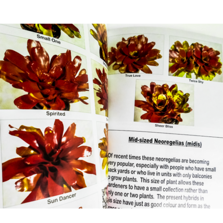 Bromeliad Hybrids: For my own Satisfaction Book 1 Neoregelias - Image 2