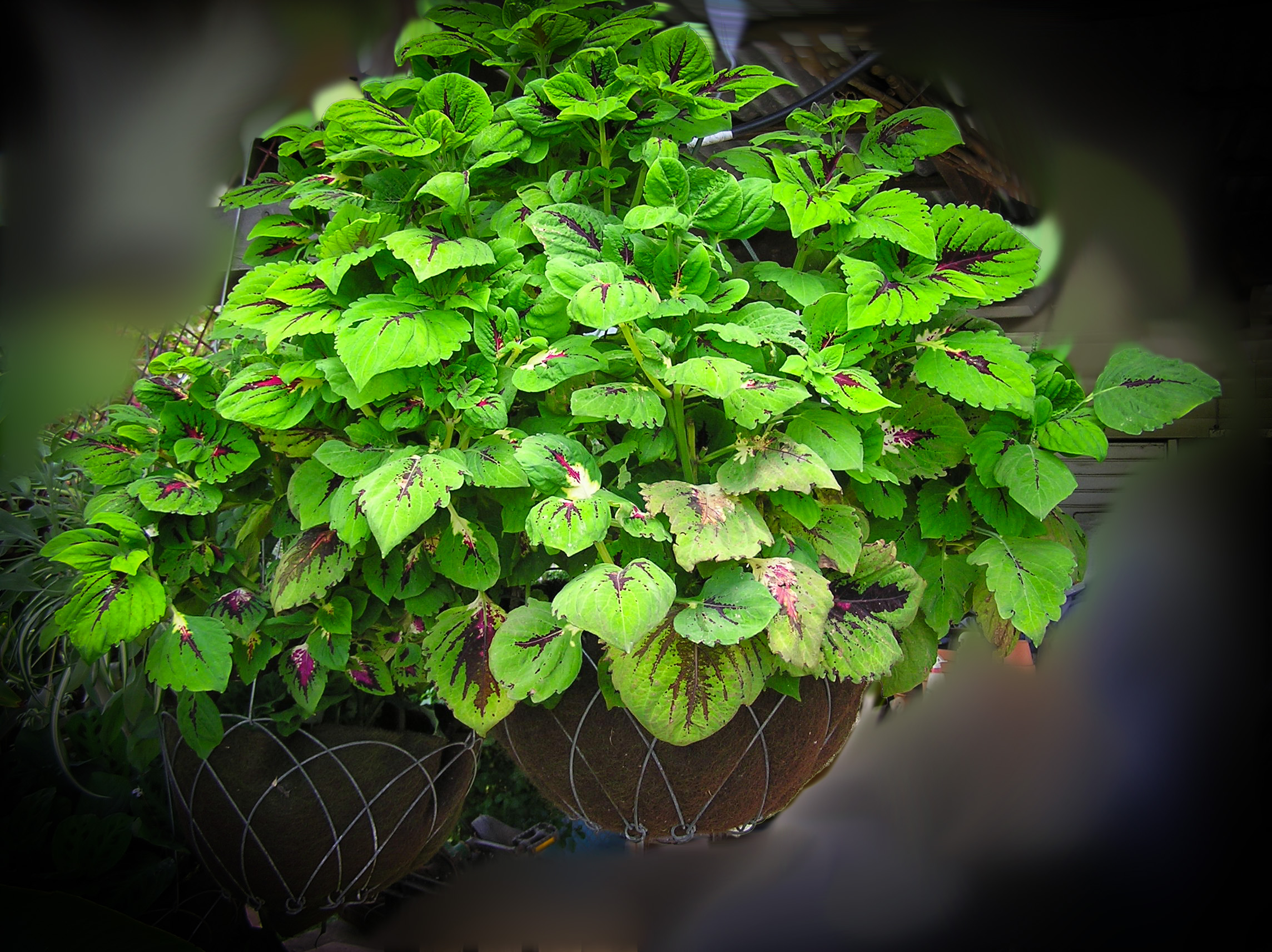Coleus in 35cm Basket