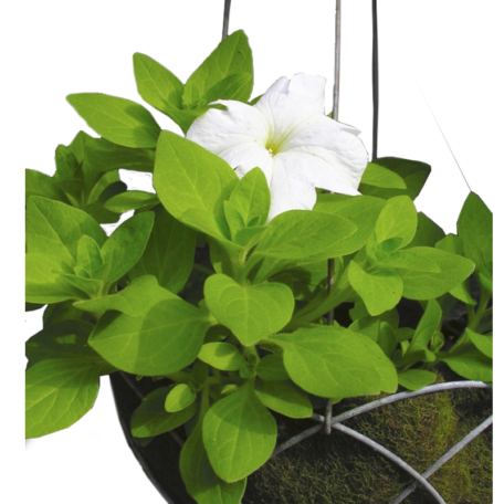 Single Hanging Basket Kit 25cm diameter - basket kit only - Image 3